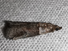 Acrobasis obliqua