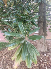 Magnolia grandiflora