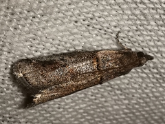 Acrobasis obliqua
