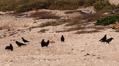 Corvus corax sinuatus