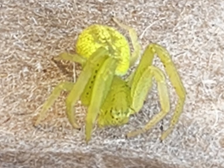 Mecaphesa revillagigedoensis