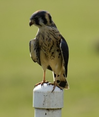 Falco sparverius
