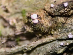 Dictyocatenulata alba