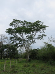 Albizia tomentosa