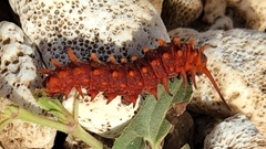 Battus philenor insularis