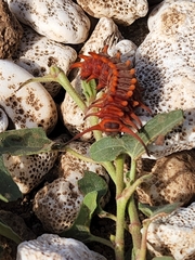 Battus philenor insularis