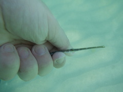 Fistularia tabacaria