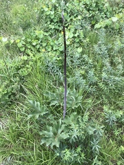 Silphium compositum compositum