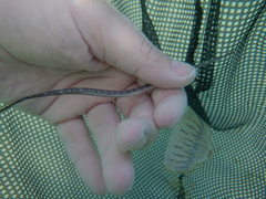 Fistularia tabacaria