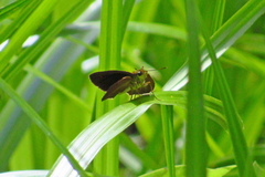 Euphyes dukesi calhouni