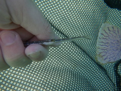 Fistularia tabacaria