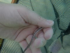 Fistularia tabacaria