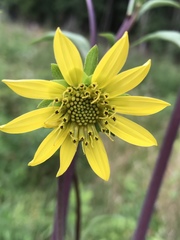 Silphium compositum compositum