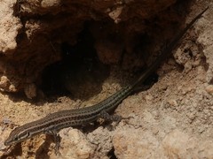 Podarcis hispanicus