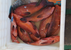 Cephalopholis taeniops