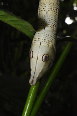Xylophanes crotonis