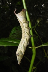 Xylophanes crotonis