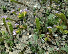 Phacelia suaveolens