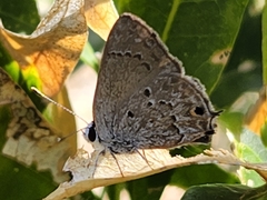 Strymon istapa clarionica