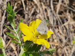 Strymon istapa clarionica