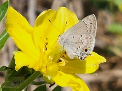Strymon istapa clarionica