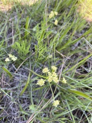 Lomatium cookii
