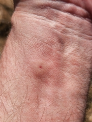 Polistes dorsalis clarionensis