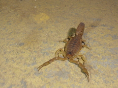 Jaguajir rochae