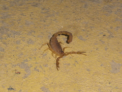 Jaguajir rochae