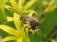 Andrena nitida