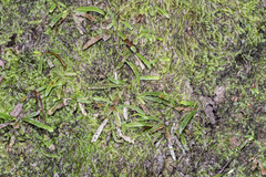 Notogrammitis ciliata