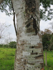 Albizia tomentosa