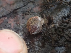 Thalassohelix igniflua