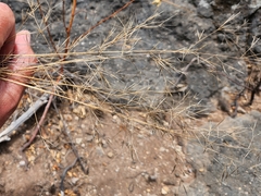 Aristida tenuifolia