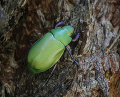 Chrysina beyeri