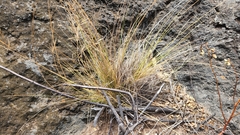 Aristida tenuifolia