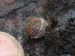 Thalassohelix igniflua