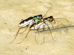 Eunota circumpicta