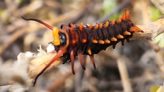 Battus philenor insularis
