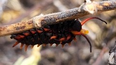 Battus philenor insularis