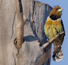 Trachyphonus vaillantii vaillantii