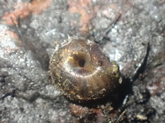 Thalassohelix igniflua