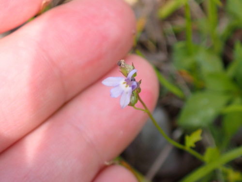 Lobelia homophylla image