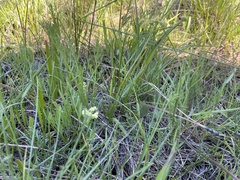 Lomatium cookii