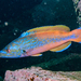 Cuckoo Wrasse - Photo (c) Keith DP Wilson, some rights reserved (CC BY-NC)
