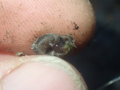 Thalassohelix igniflua