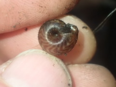 Thalassohelix igniflua