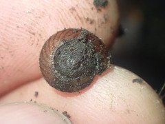 Thalassohelix igniflua