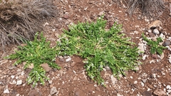 Teucrium townsendii
