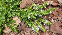 Teucrium townsendii